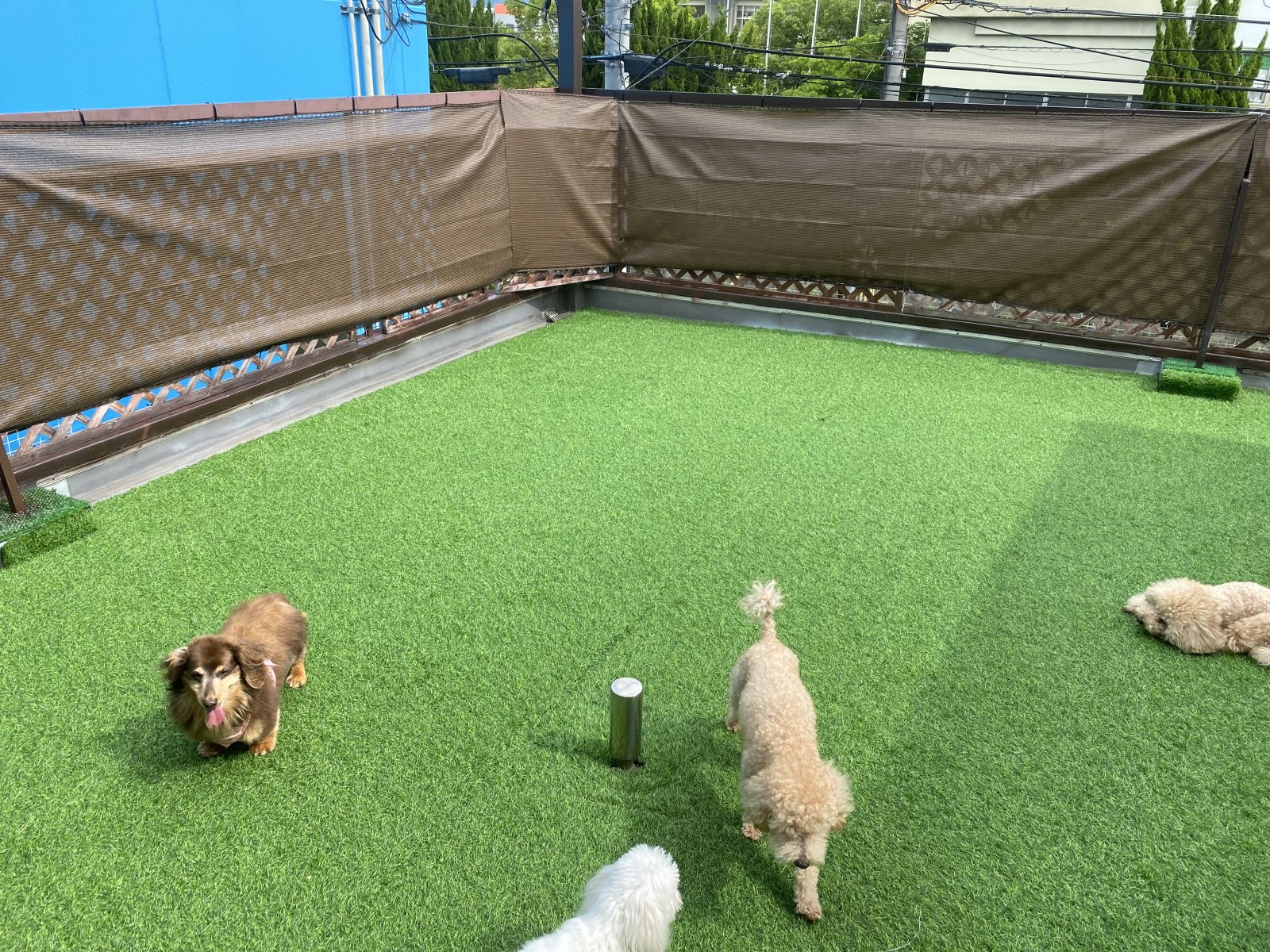 Daisy Bell 画像2